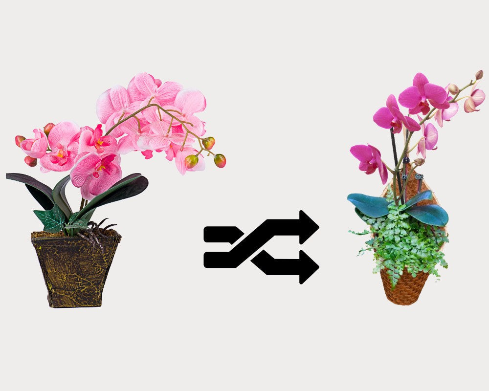 How to Re-Pot an Orchid: A Step-by-Step Guide