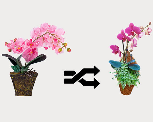 How to Re-Pot an Orchid: A Step-by-Step Guide