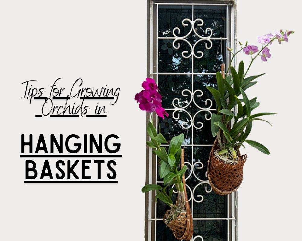 Tips for Growing Orchids in Hanging Baskets