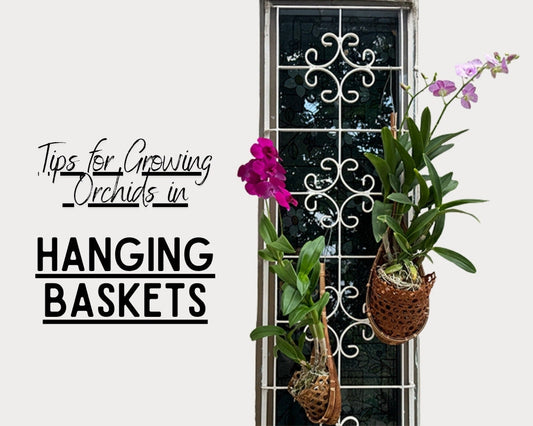 Tips for Growing Orchids in Hanging Baskets