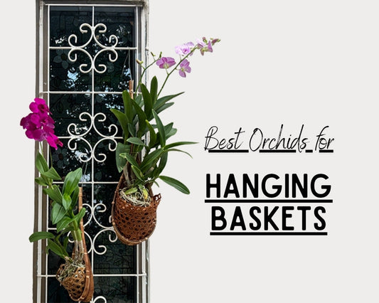 What type of orchids are great for hanging baskets?