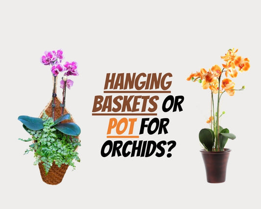 Is a pot or hanging basket better for growing orchids?