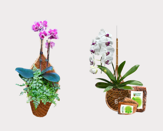 Hanging Orchid Baskets: Key Considerations for Success