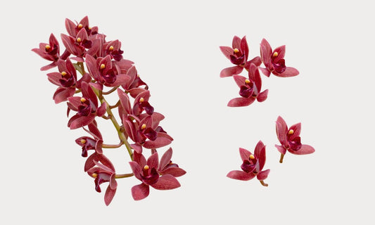 How to grow Cascading Cymbidium Orchids in Hanging Baskets