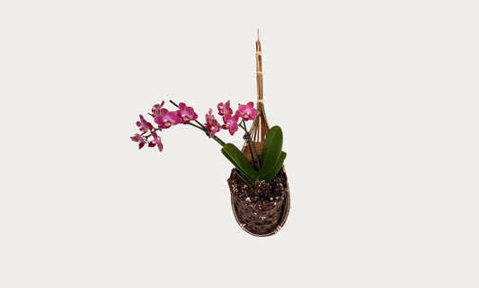 5 Common Mistakes When Growing Orchids in Hanging Baskets (And How to Avoid Them)