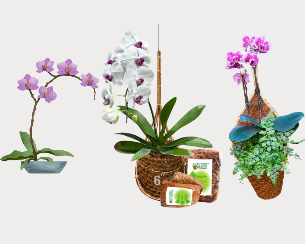 Best Pots for Orchids: A Comprehensive Guide to Choosing the Right Container