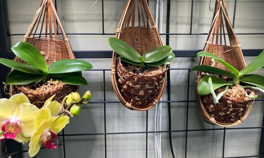 How to Style Hanging Orchid Baskets for Your Patio