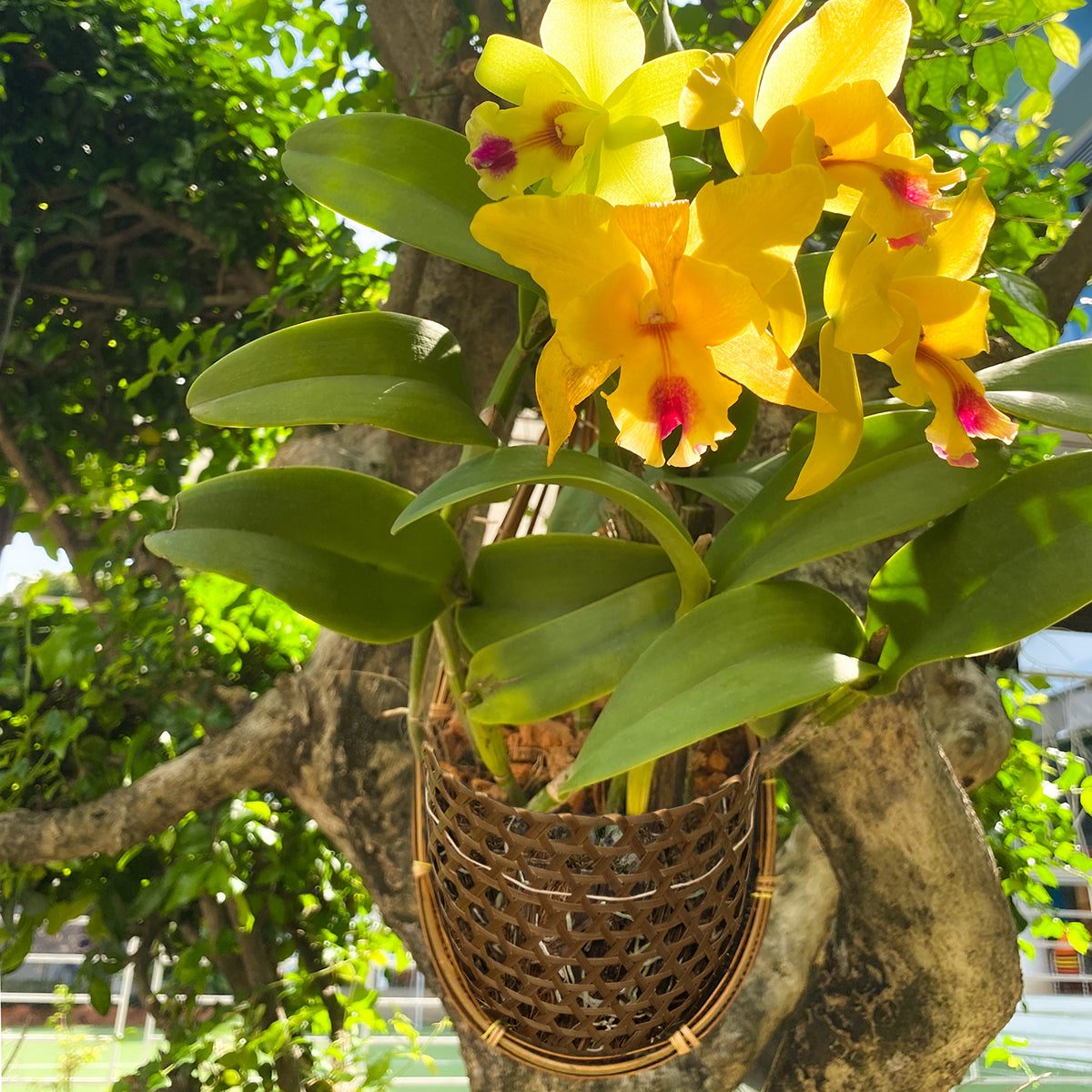 PANWA Handmade 100% Thai Bamboo Super Sanctuary Hanging Orchid Basket - 6 Inch Set of 2