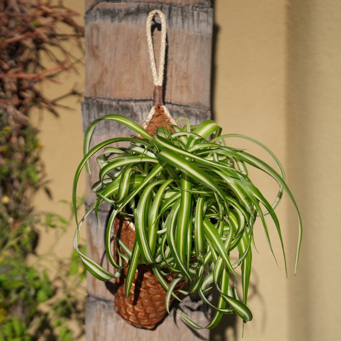 PANWA Handmade 100% Thai Bamboo Hanging Basket Coconut Coir Cornucopia (6 Inch 2-Pack)