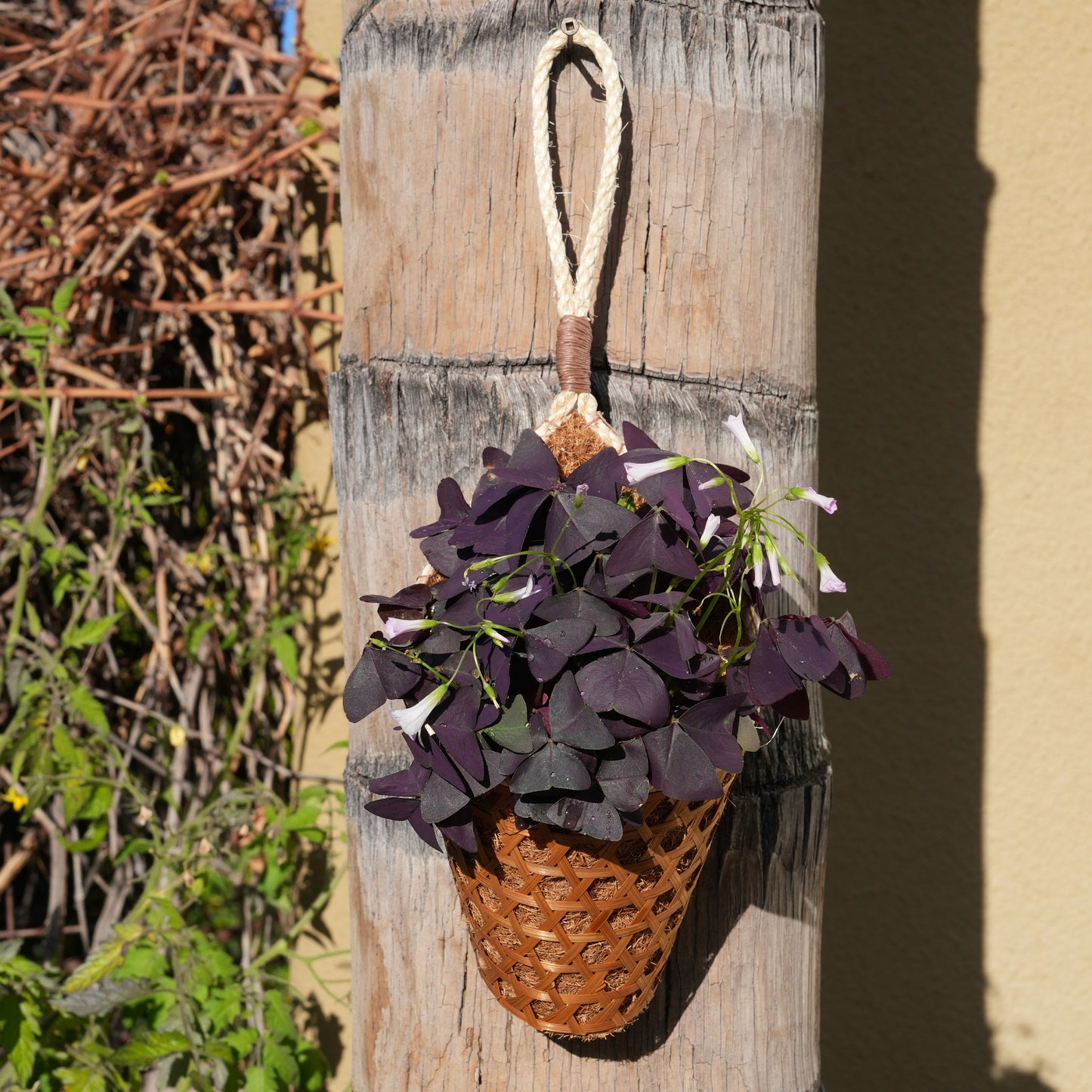 PANWA Handmade 100% Thai Bamboo Hanging Basket Coconut Coir Cornucopia (4 Inch & 6 Inch Duo Pack)