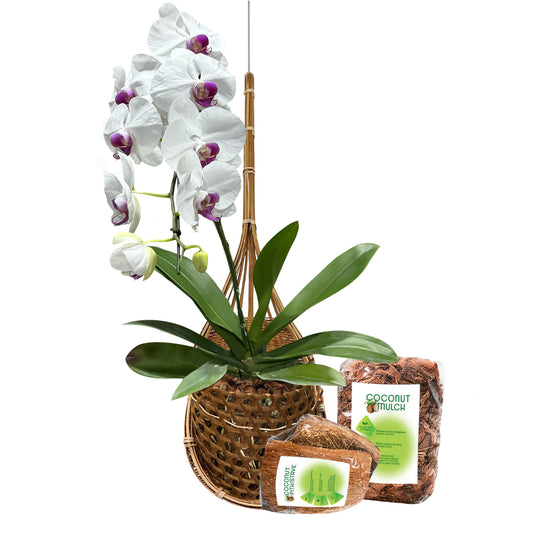 PANWA Handmade 100% Thai Bamboo Signature Super Sanctuary SIAM Orchid Hanging Basket with Nursery Grade Coconut Shell Staves Coir Pith Sponge & Husk Mulch 6 Inch